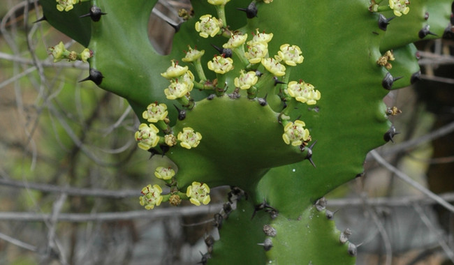 2 Euphorbia2
