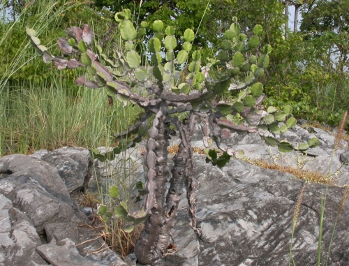 1 Euphorbia3
