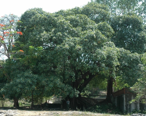1 Ficus-super2