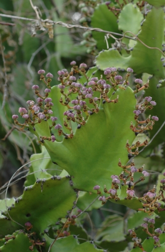 3 Euphorbia